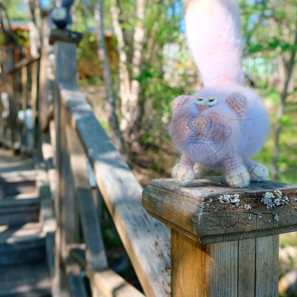 Котёнок "Швондер", Средний