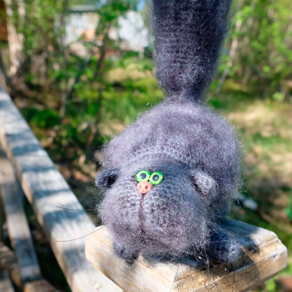 Котёнок "Швондер", Средний