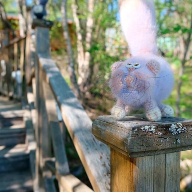 Котёнок "Швондер", Средний