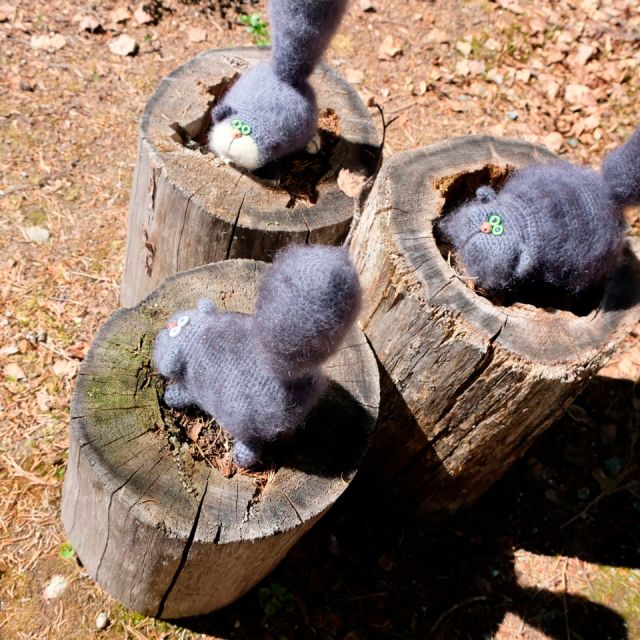 Котёнок "Швондер", Средний